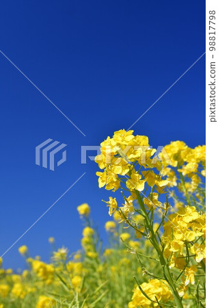 藍天和油菜花 98817798