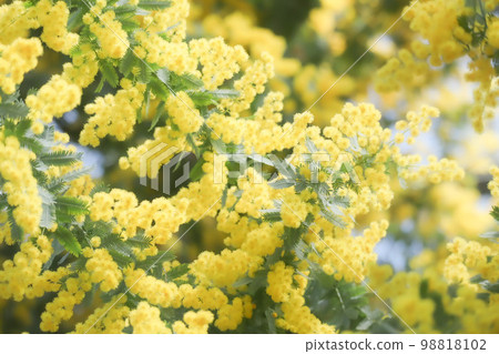 Mimosa in full bloom Mimosa in full bloom 98818102