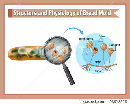 Structure and Physiology of Bread Mold Structure and Physiology of Bread Mold 98818228