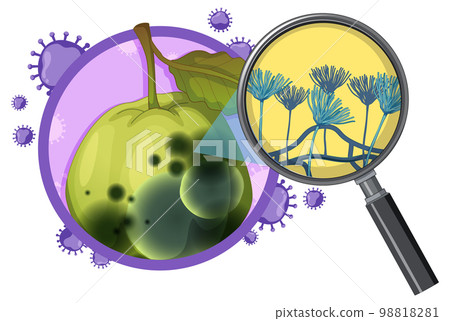 Inedible decomposed guava with mould Inedible decomposed guava with mould 98818281