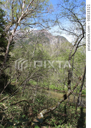 透過上高地的森林眺望燒嶽山 透過上高地的森林眺望燒嶽山 98818321