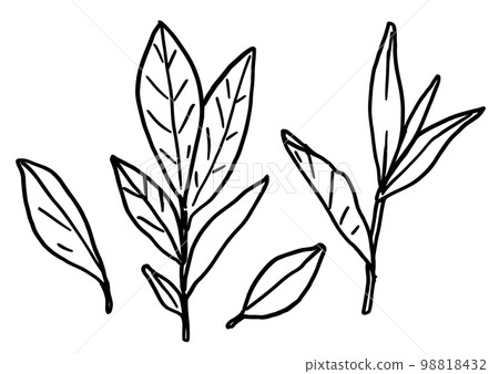 葉線畫簡單插畫手繪 98818432