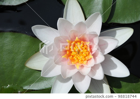 睡蓮, 鮮花, 春天的花朵 睡蓮, 鮮花, 春天的花朵 98818744