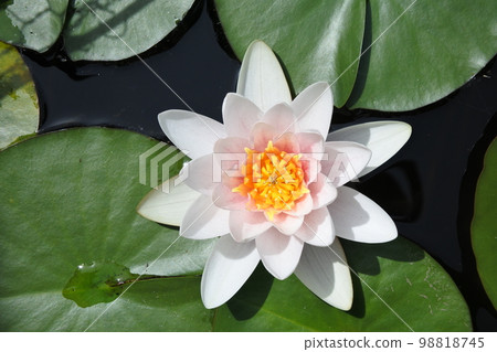 睡蓮, 鮮花, 春天的花朵 睡蓮, 鮮花, 春天的花朵 98818745