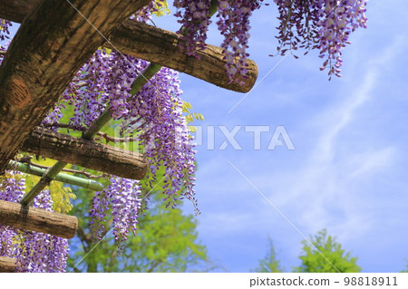 Blue sky and a purple wisteria flower 98818911
