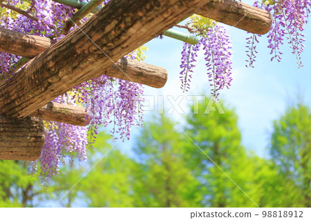 Blue sky and a purple wisteria flower Blue sky and a purple wisteria flower 98818912
