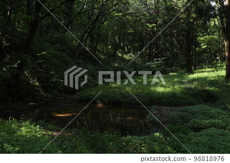 Sayama Hills Totoro Forest Sayama Hills Totoro Forest 98818976