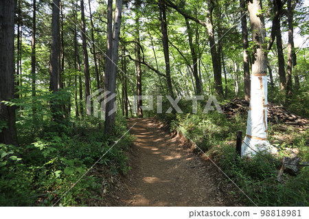 Sayama Hills Totoro Forest 98818981