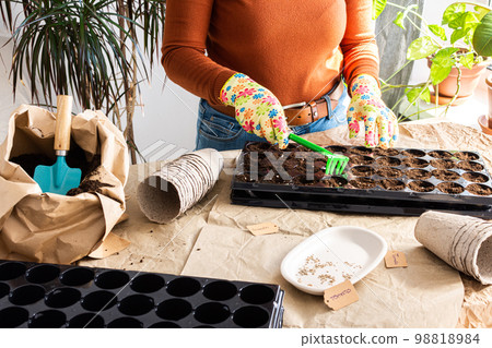 Woman is planting seedlings at home Woman is planting seedlings at home 98818984