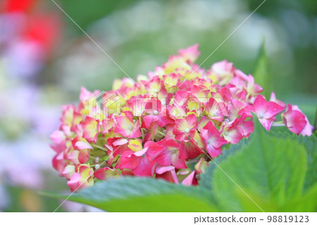 Hydrangea that changes color Hydrangea that changes color 98819123