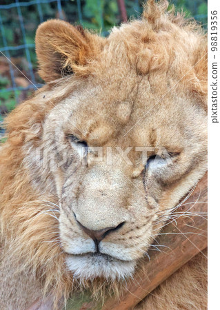 獅子 98819356