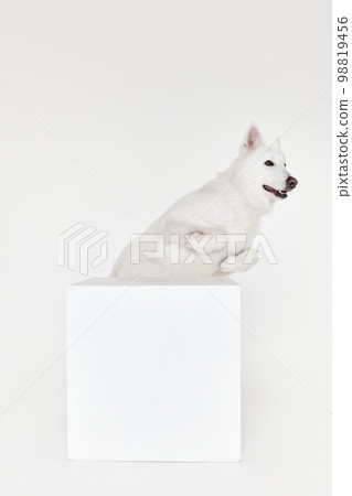 Jumping out box. Playful smart pet. Studio shot of White Swiss Shepherd Dog posing isolated over grey background. Concept of pets, domestic animal, care Jumping out box. Playful smart pet. Studio shot of White Swiss Shepherd Dog posing isolated over grey background. Concept of pets, domestic animal, care 98819456