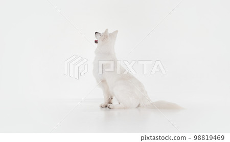 Side view. Studio shot of White Swiss Shepherd Dog posing, calmly sitting and attentively looking isolated over grey background. Concept of pets, domestic animal, care Side view. Studio shot of White Swiss Shepherd Dog posing, calmly sitting and attentively looking isolated over grey background. Concept of pets, domestic animal, care 98819469
