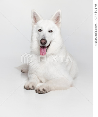Smiling. Studio shot of beautiful smart calm White Swiss Shepherd Dog lying on floor, posing isolated over grey background. Concept of pets, domestic animal, care Smiling. Studio shot of beautiful smart calm White Swiss Shepherd Dog lying on floor, posing isolated over grey background. Concept of pets, domestic animal, care 98819476