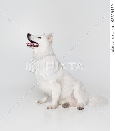 Side view. Studio shot of White Swiss Shepherd Dog calmly sitting, smiling isolated over grey background. Concept of pets, domestic animal, care 98819489