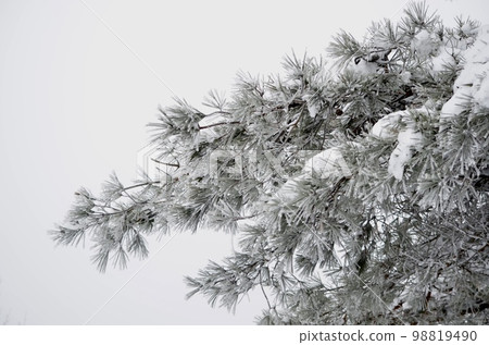 Superb view in the middle of winter Cedar covered with snow 98819490