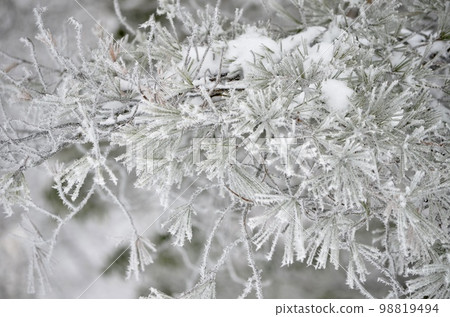 Superb view in the middle of winter Cedar covered with snow Superb view in the middle of winter Cedar covered with snow 98819494