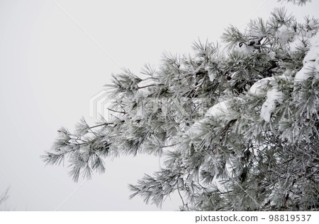 Superb view in the middle of winter Cedar covered with snow 98819537