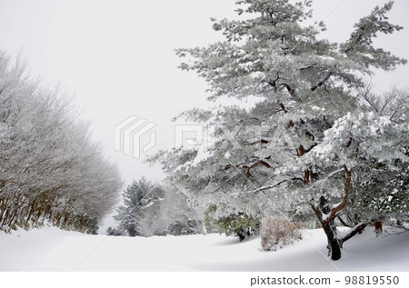 Superb view in the middle of winter Cedar covered with snow 98819550