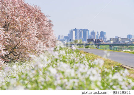 春天的玉川河床，遠處川崎站前的建築物【東京都大田區～神奈川縣川崎市】 98819891