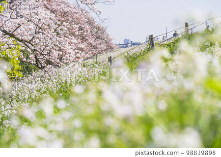 多摩川河床的春天，盛開的櫻花和蘿蔔花[東京都大田區-神奈川縣川崎市] 98819898