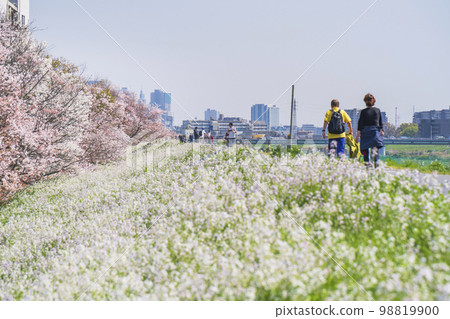 春天的多摩河河床風景春天沿河盛開的花朵[東京都大田區 - 神奈川縣川崎市] 98819900