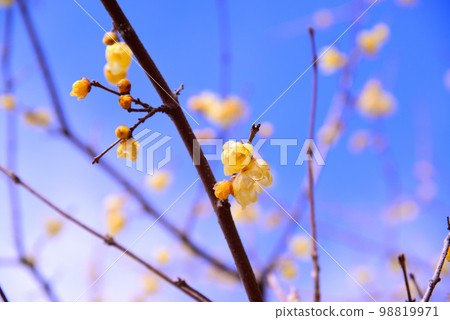 Yadoriki Wintersweet Garden in Matsuda Town, Kanagawa Prefecture Yadoriki Wintersweet Garden in Matsuda Town, Kanagawa Prefecture 98819971