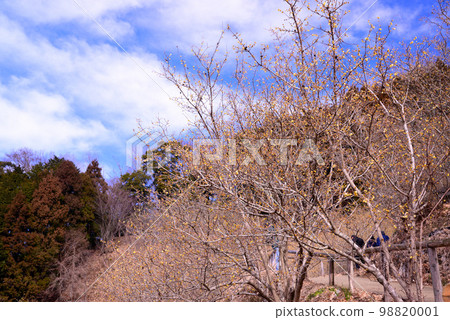 Yadoriki Wintersweet Garden in Matsuda Town, Kanagawa Prefecture 98820001