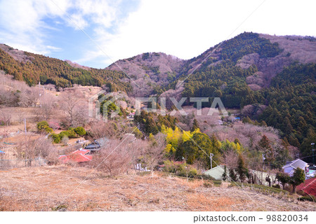 Yadoriki Wintersweet Garden in Matsuda Town, Kanagawa Prefecture Yadoriki Wintersweet Garden in Matsuda Town, Kanagawa Prefecture 98820034