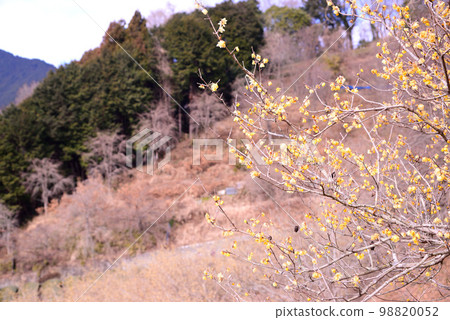 神奈川縣松田町宿力臘梅園 98820052