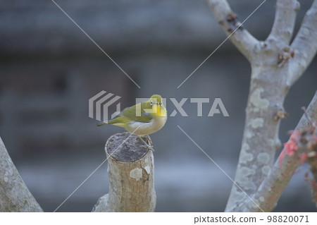 garden white-eye, 98820071