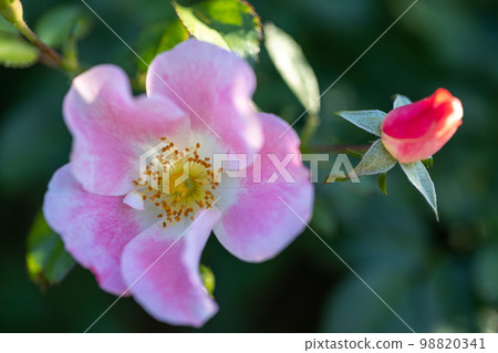 A beautiful pink wild rose that shines through 98820341