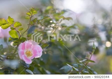 A beautiful pink wild rose that shines through 98820344