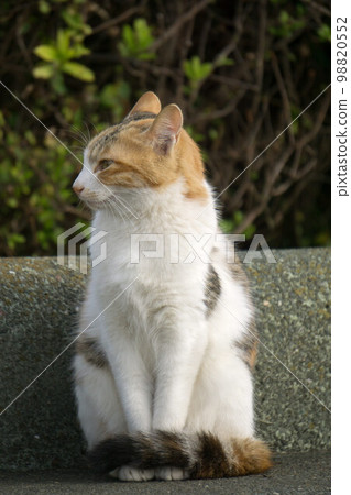 Egyptian sitting calico 98820552