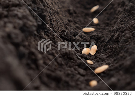Farming seeds soil ground. Row seed sowing. Seeding plant soil furrows garden soil earth garden dirt. Closeup. Organic agriculture. Planting crops. Planting seedlings growing vegetables farming garden 98820553