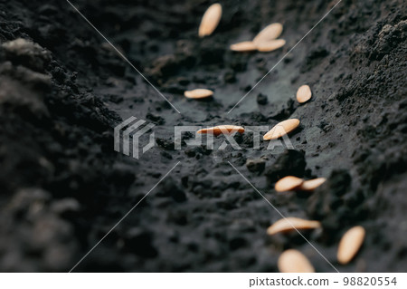 Farming seeds soil ground. Row seed sowing. Seeding plant soil furrows garden soil earth garden dirt. Closeup. Organic agriculture. Planting crops. Planting seedlings growing vegetables farming garden Farming seeds soil ground. Row seed sowing. Seeding plant soil furrows garden soil earth garden dirt. Closeup. Organic agriculture. Planting crops. Planting seedlings growing vegetables farming garden 98820554