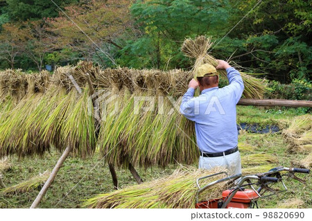 Yuzu-no-sato A farmer hanging black ripened ancient rice on a rice rack in the satoyama of Moroyama-cho. Yuzu-no-sato A farmer hanging black ripened ancient rice on a rice rack in the satoyama of Moroyama-cho. 98820690