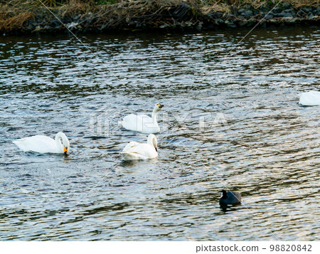 傍晚，苔原天鵝在小志部川上優雅地度過時光 98820842