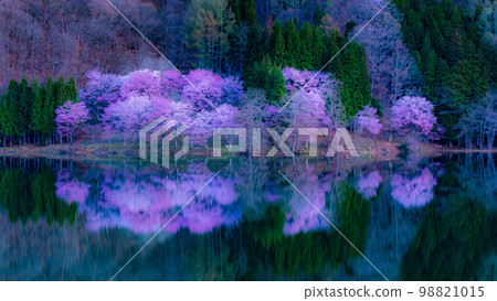 Cherry blossoms at Nakanishi 98821015