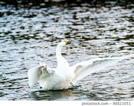傍晚在小志部川伸展翅膀的苔原天鵝 98821051