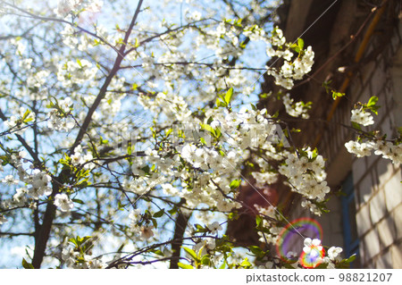 Defocus fresh spring branches of cherry tree with flowers, natural floral seasonal easter background. Beautiful blossoming tree. Blue sky, sunny day. Out of focus 98821207