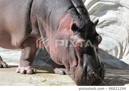Hippopotamus Hippopotamus 98821294
