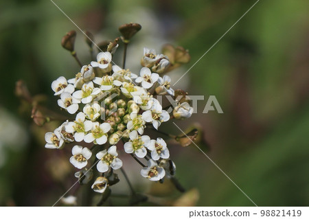 A flower of a nuzuna A flower of a nuzuna 98821419