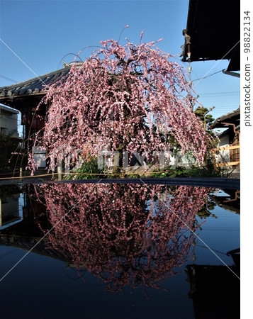 Plum blossoms in full bloom at Yushoji Temple, Kyoto Plum blossoms in full bloom at Yushoji Temple, Kyoto 98822134