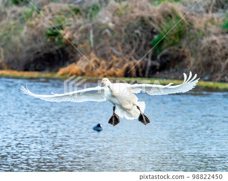 傍晚，苔原天鵝返回它們在小志部川的築巢地 98822450