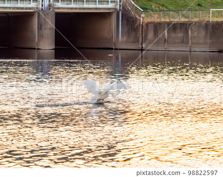 A family of Tundra swans returning to their nesting grounds in the Koshibe River in the evening 98822597