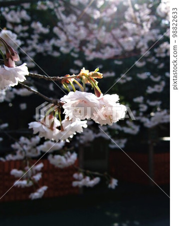 Early-blooming cherry blossoms at Kurumazaki Shrine in Kyoto Early-blooming cherry blossoms at Kurumazaki Shrine in Kyoto 98822633