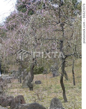 Weeping plum Weeping plum 98823078