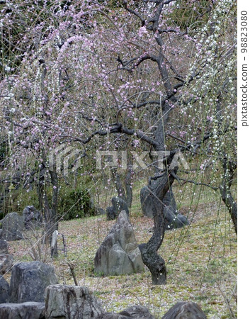 Weeping plum Weeping plum 98823080