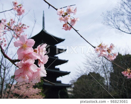 Kyoto Toji five-storied pagoda and cherry blossom scenery 98823081